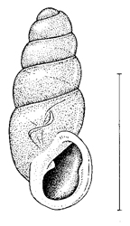 Carychium nannodes illustration